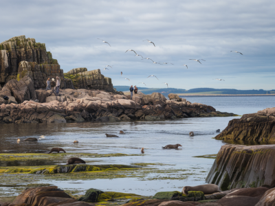 How to plan a wildlife-focused weekend: spotting seabirds, otters and seals around durness