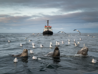 Which guided boat operators run wildlife trips from durness and what to expect on a seal-and-seabird tour