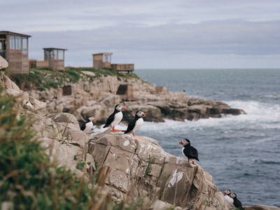 Where to watch puffins near durness: best viewing hides, times and binocular tips