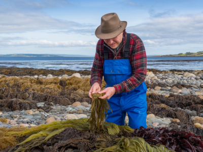 How to arrange a seaweed foraging and tasting session with a local crofter in durness