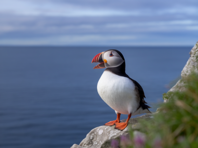Which lens and focal lengths give the best puffin portraits at the durness viewing hides